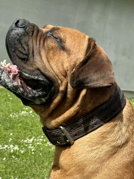 Mastino Sudafricano – Cuccioli di Boerboel | Foto 2