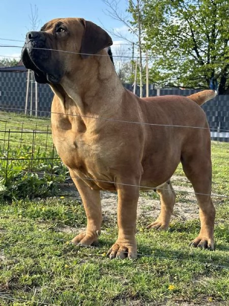 Mastino Sudafricano – Cuccioli di Boerboel