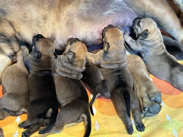 Mastino Sudafricano – Cuccioli di Boerboel | Foto 1