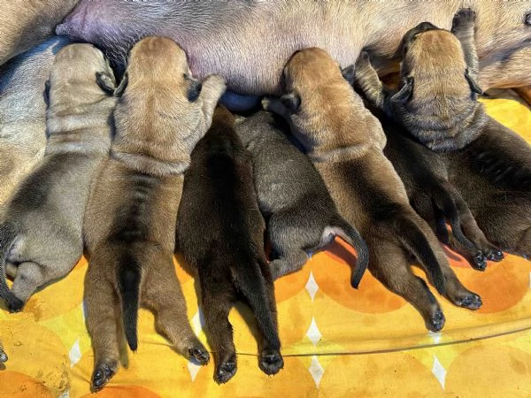 Mastino Sudafricano – Cuccioli di Boerboel | Foto 0