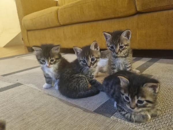 3 gattini alla ricerca di una nuova famiglia 