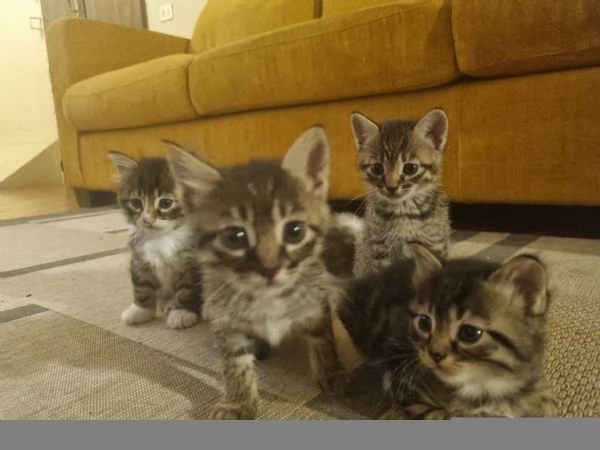 3 gattini alla ricerca di una nuova famiglia  | Foto 1