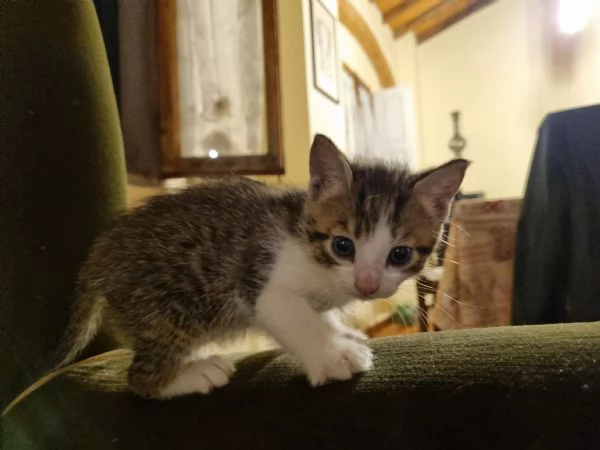 3 gattini alla ricerca di una nuova famiglia  | Foto 0