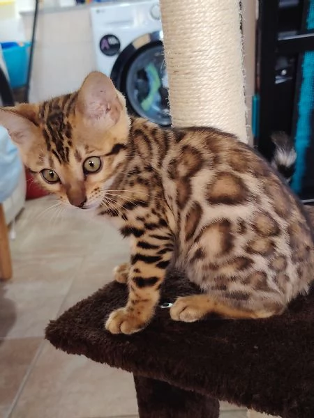   Bellissima Cucciola Bengala 