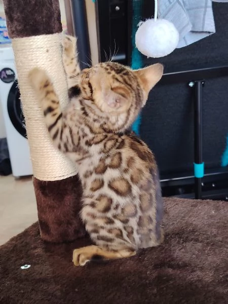   Bellissima Cucciola Bengala  | Foto 4