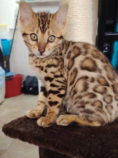   Bellissima Cucciola Bengala  | Foto 3
