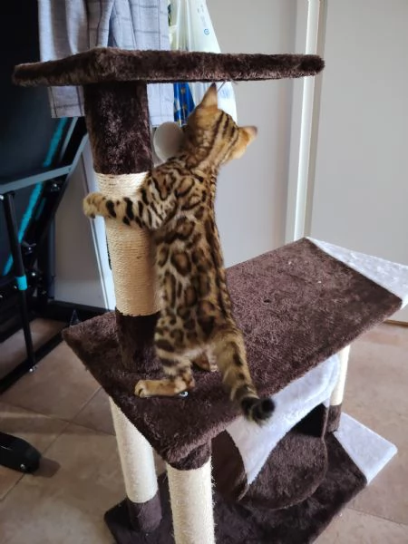   Bellissima Cucciola Bengala  | Foto 2