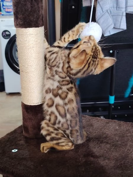   Bellissima Cucciola Bengala  | Foto 1