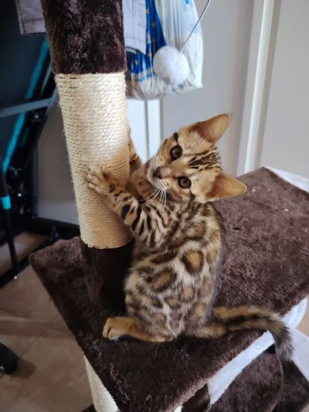   Bellissima Cucciola Bengala  | Foto 0