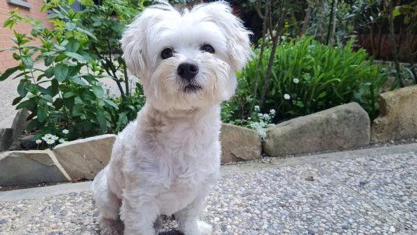 Roki cerca una fidanzata | Foto 3