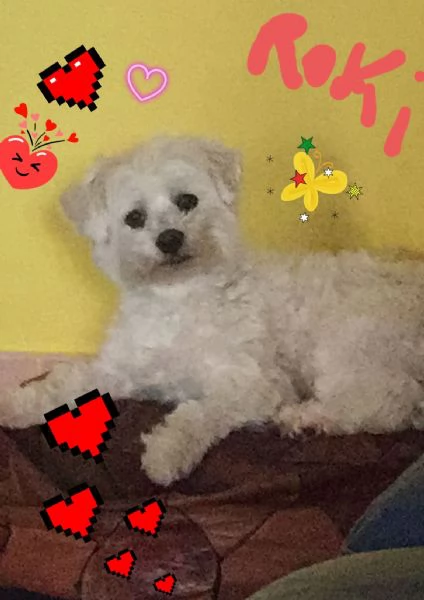 Roki cerca una fidanzata | Foto 2