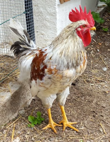 Gallo di Ovaiole (Lohmann Brown) 6 mesi