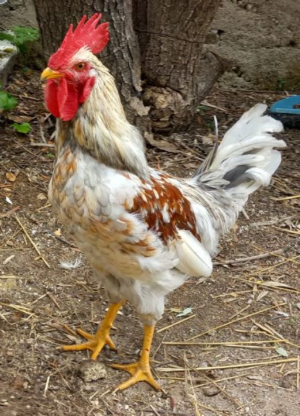 Gallo di Ovaiole (Lohmann Brown) 6 mesi | Foto 1