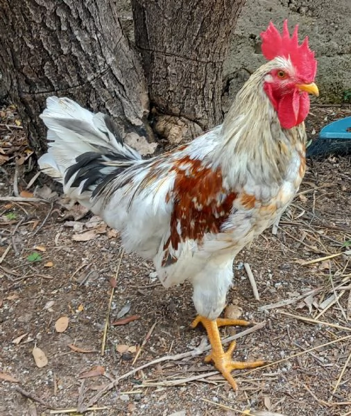 Gallo di Ovaiole (Lohmann Brown) 6 mesi | Foto 0