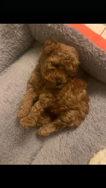 Barboncina mini toy  | Foto 6