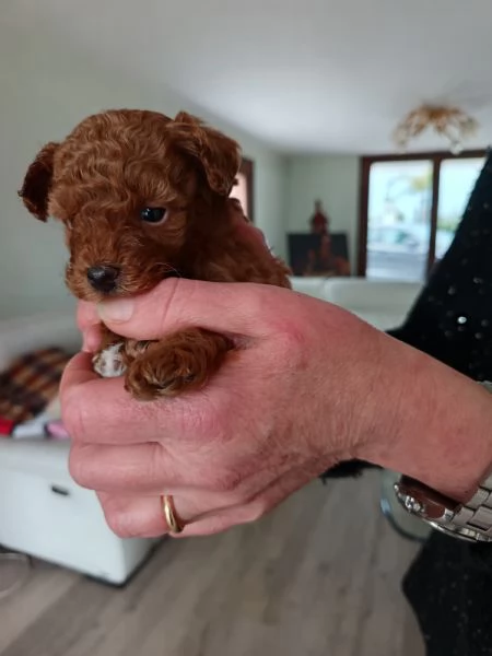 Barboncina mini toy  | Foto 5