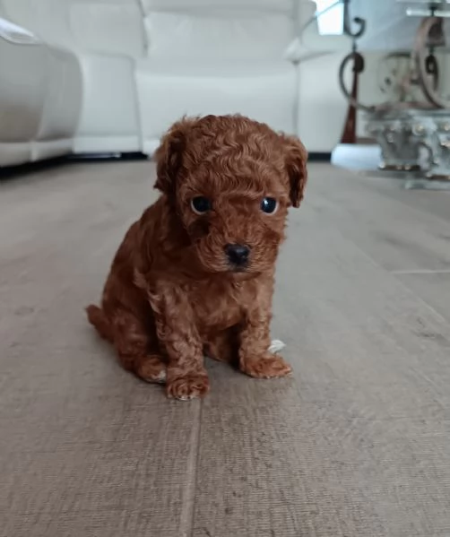 Barboncina mini toy  | Foto 4