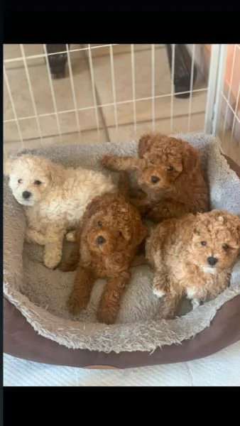 Barboncina mini toy  | Foto 3