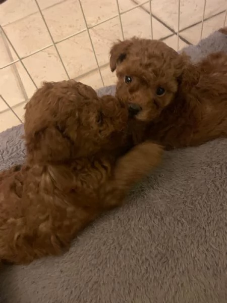 Barboncina mini toy  | Foto 2