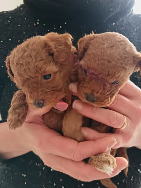 Barboncina mini toy  | Foto 1