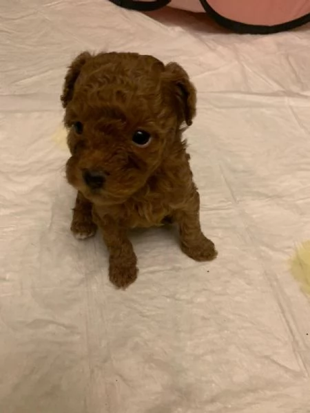 Barboncina mini toy  | Foto 0