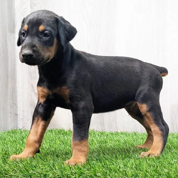 Cuccioli di Dobermann  | Foto 0