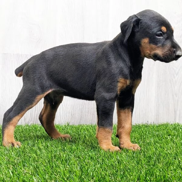 Cuccioli di Dobermann 