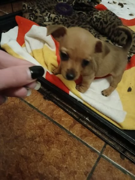 Cuccioli jack russel 