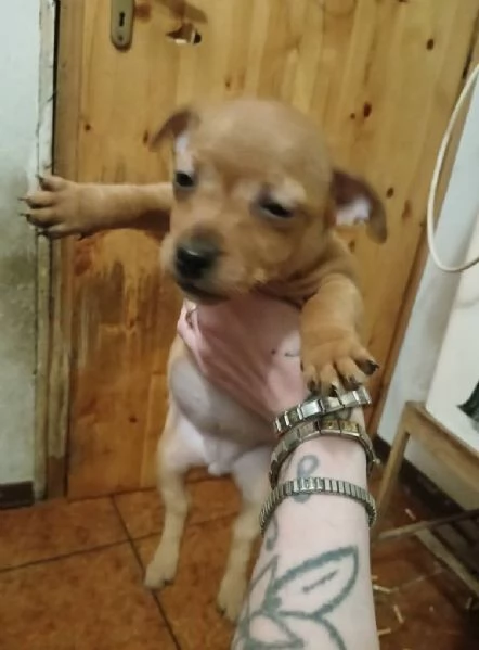 Cuccioli jack russel  | Foto 6