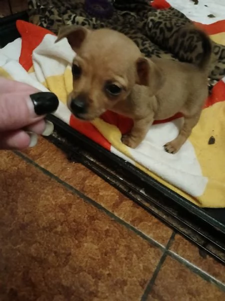 Cuccioli jack russel  | Foto 5