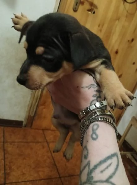 Cuccioli jack russel  | Foto 4