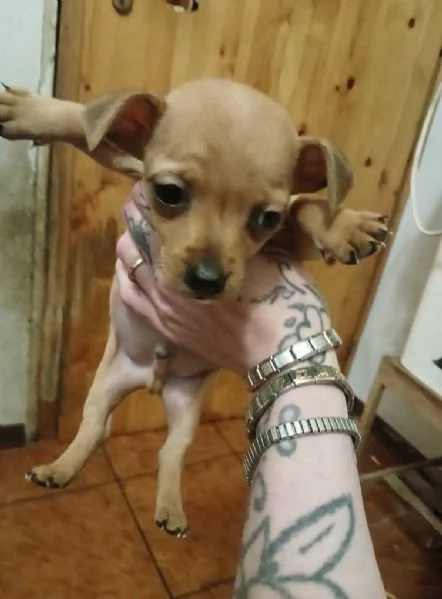 Cuccioli jack russel  | Foto 3