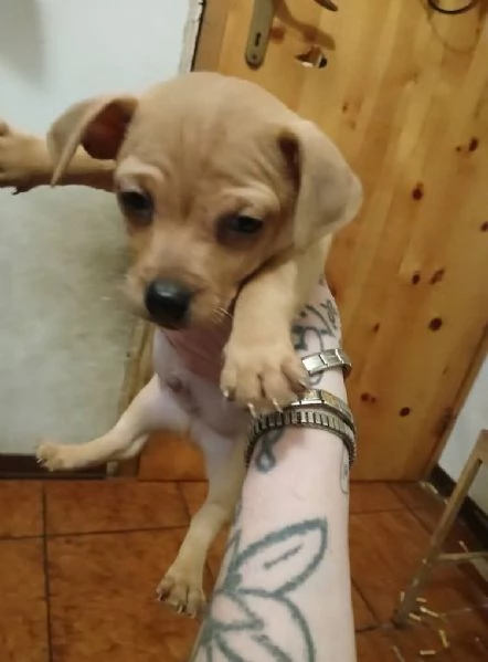 Cuccioli jack russel  | Foto 2