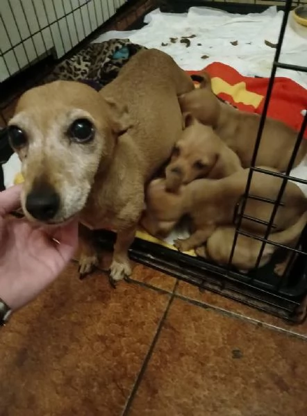 Cuccioli jack russel  | Foto 1