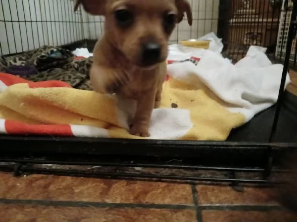 Cuccioli jack russel  | Foto 0