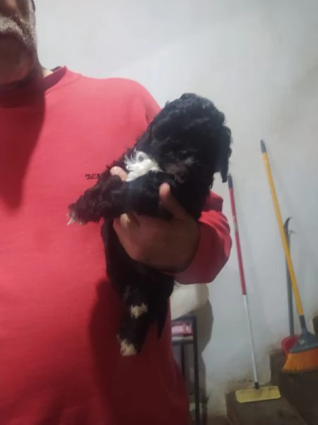 Cuccioli di Shih Poo