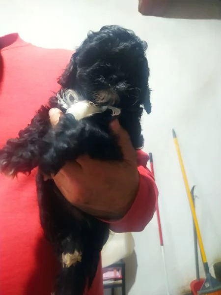 Cuccioli di Shih Poo | Foto 5
