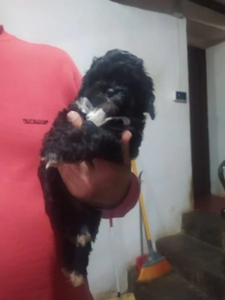 Cuccioli di Shih Poo | Foto 4