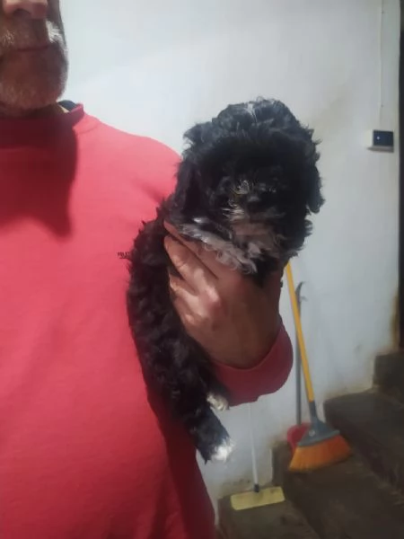 Cuccioli di Shih Poo | Foto 3