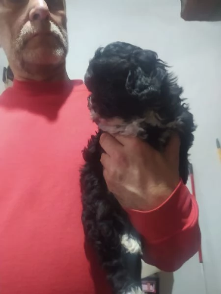 Cuccioli di Shih Poo | Foto 2