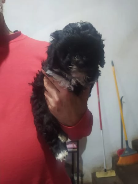 Cuccioli di Shih Poo | Foto 1