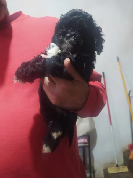 Cuccioli di Shih Poo | Foto 0