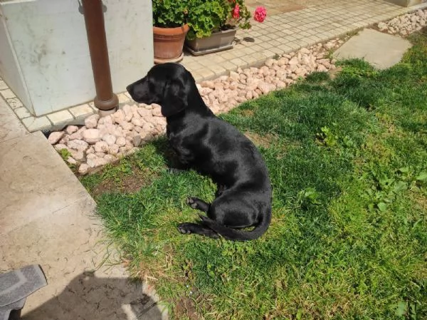 regalo cane | Foto 1