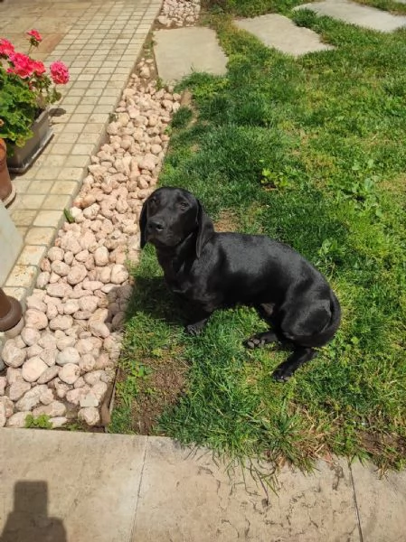 regalo cane | Foto 0