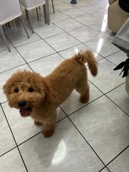 Barboncino Toy | Foto 3