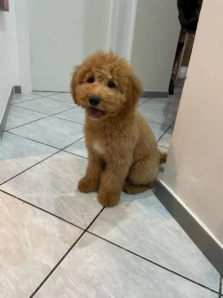 Barboncino Toy | Foto 2