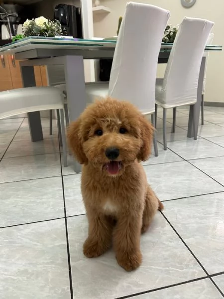 Barboncino Toy | Foto 1