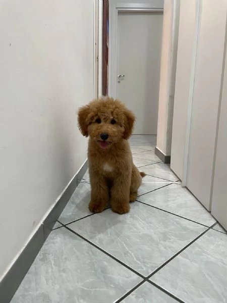 Barboncino Toy | Foto 0