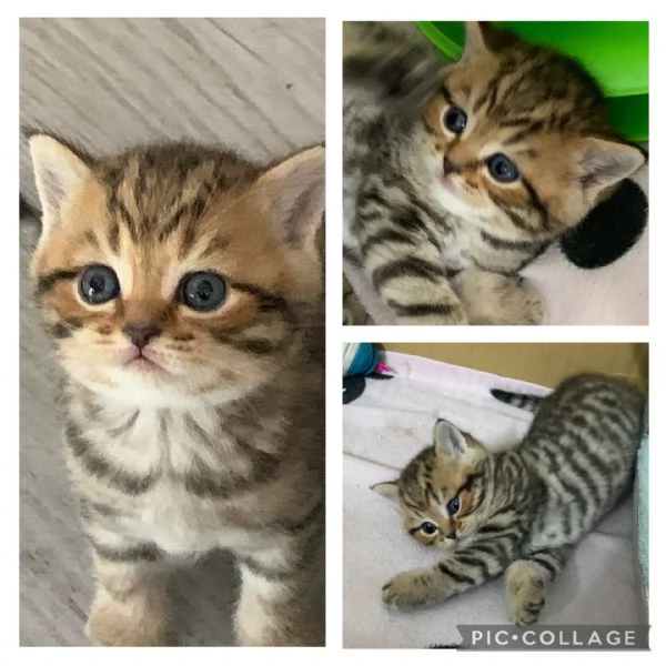 Scottish shorthair | Foto 0