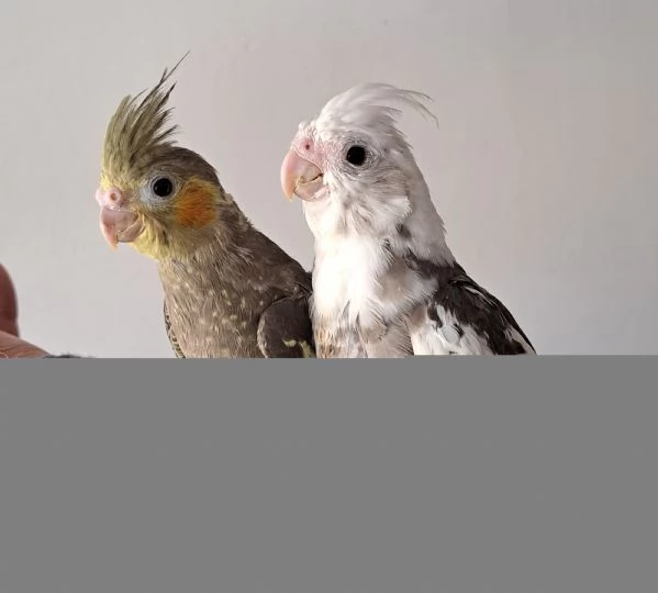 Calopsiti allevate a mano